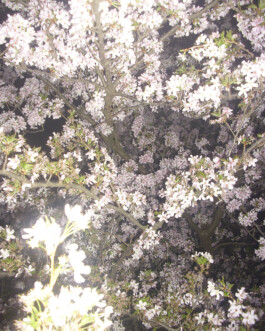 Johannes Schriek |photographer |Dortmund