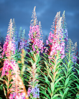 Johannes Schriek |photographer |Dortmund