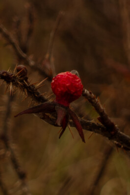 Johannes Schriek |photographer |Dortmund